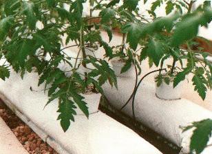 Tomato Plants in perlite grow bags