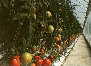 Tomato plants in perlite grow bags