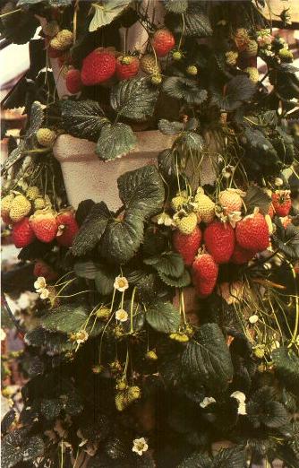Strawberries grown in perlite substrate